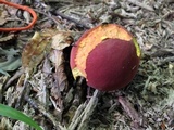 Boletus carminiporus image