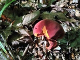 Boletus carminiporus image