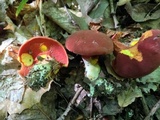 Boletus carminiporus image