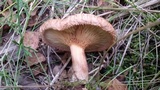 Paxillus involutus image
