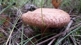 Paxillus involutus image