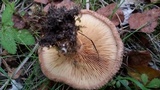 Paxillus involutus image