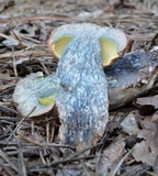 Boletus oliveisporus image