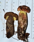 Boletus oliveisporus image