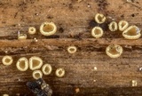 Discocistella grevillei image