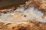Radulomyces confluens image