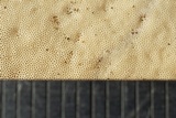 Microporellus dealbatus image