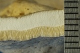 Microporellus dealbatus image