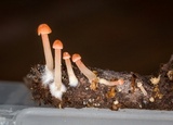 Atheniella adonis image