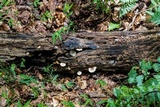 Helicogloea compressa image