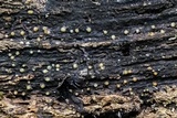 Helicogloea compressa image