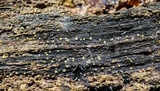 Helicogloea compressa image