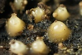 Helicogloea compressa image