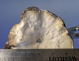 Mycorrhaphium adustum image
