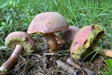 Boletus patrioticus image