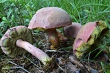 Boletus patrioticus image