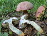 Boletus patrioticus image