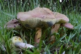 Boletus patrioticus image