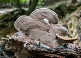 Nigroporus vinosus image
