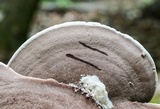 Nigroporus vinosus image