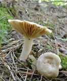 Lactarius marylandicus image