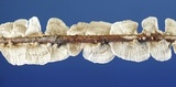 Stereum striatum image