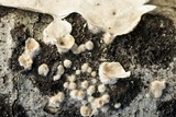 Stereum striatum image