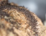 Melanospora lagenaria image