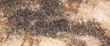 Melanospora lagenaria image