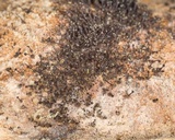 Melanospora lagenaria image