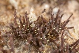 Melanospora lagenaria image