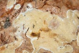 Melanospora lagenaria image