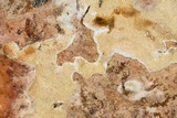Melanospora lagenaria image