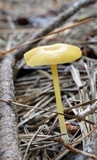 Entoloma unicolor image