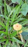 Entoloma unicolor image