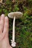 Amanita sect. Vaginatae image