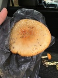 Amanita muscaria var. flavivolvata image