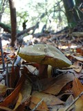 Boletus chrysenteron image