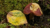 Tricholomopsis rutilans image