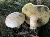 Caloboletus inedulis image