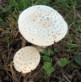 Amanita abrupta image