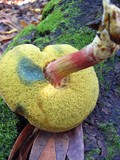 Boletus chrysenteron image