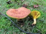 Phylloporus rhodoxanthus image