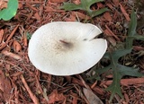 Agaricus placomyces image