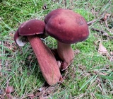 Tylopilus badiceps image