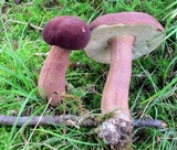 Tylopilus badiceps image
