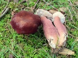 Tylopilus badiceps image