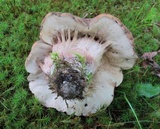 Tylopilus variobrunneus image