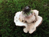 Tylopilus variobrunneus image