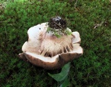 Tylopilus variobrunneus image